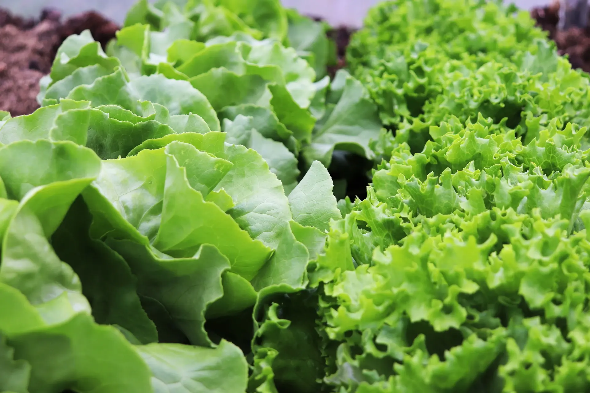 Heads of butter lettuce and green leaf lettuce