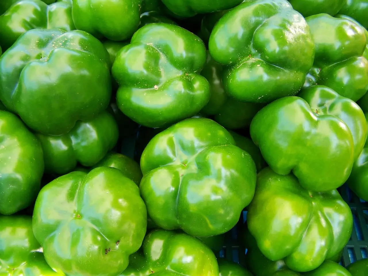 Green bell peppers piled on the produce display