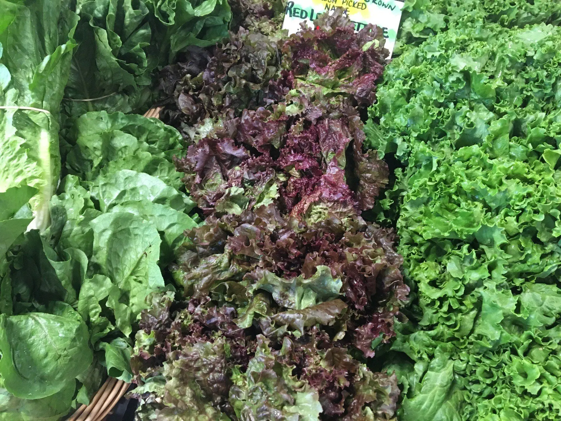 Green and red leaf lettuce on the produce display
