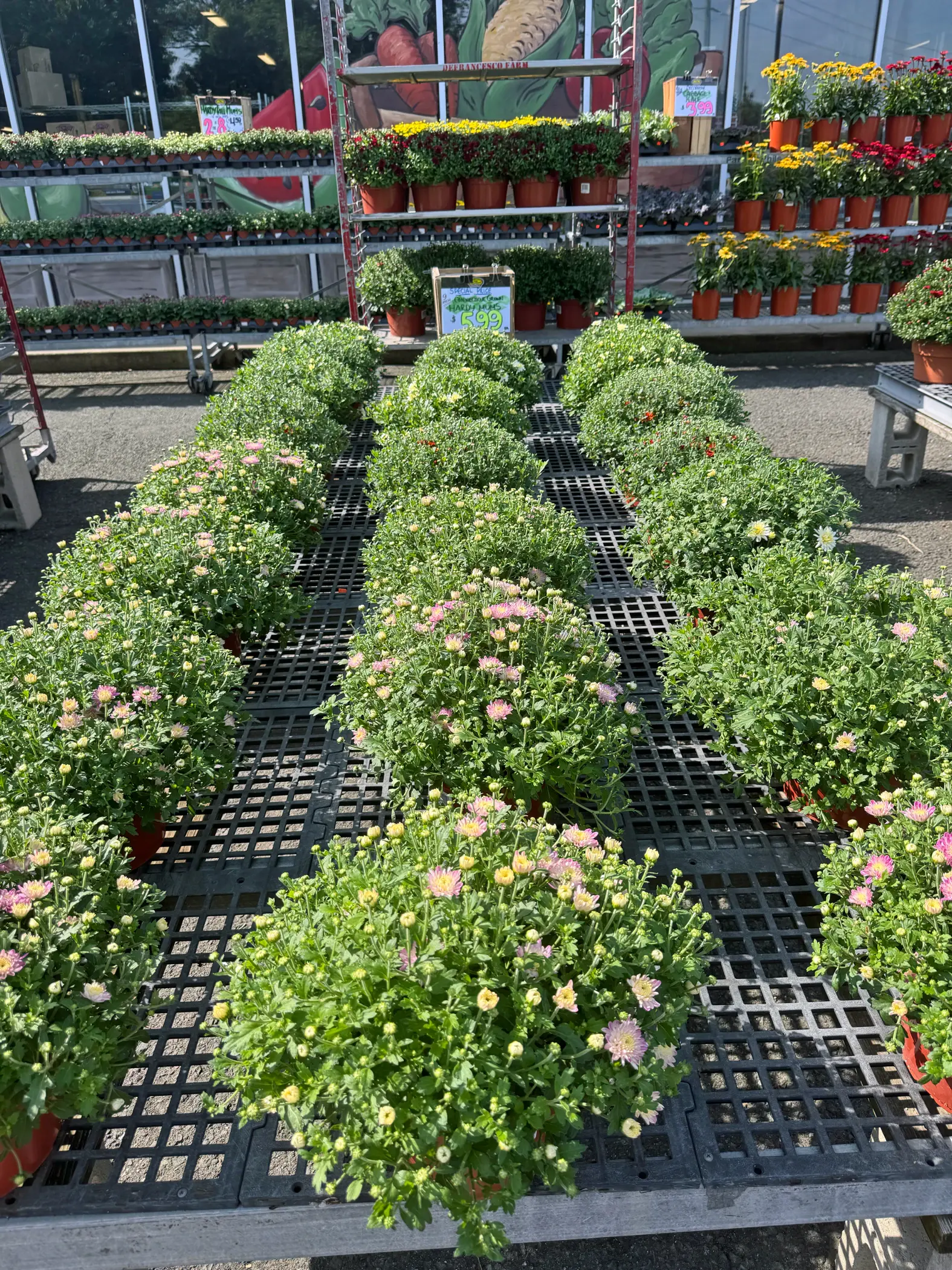 Rows of potted mums in the garden center