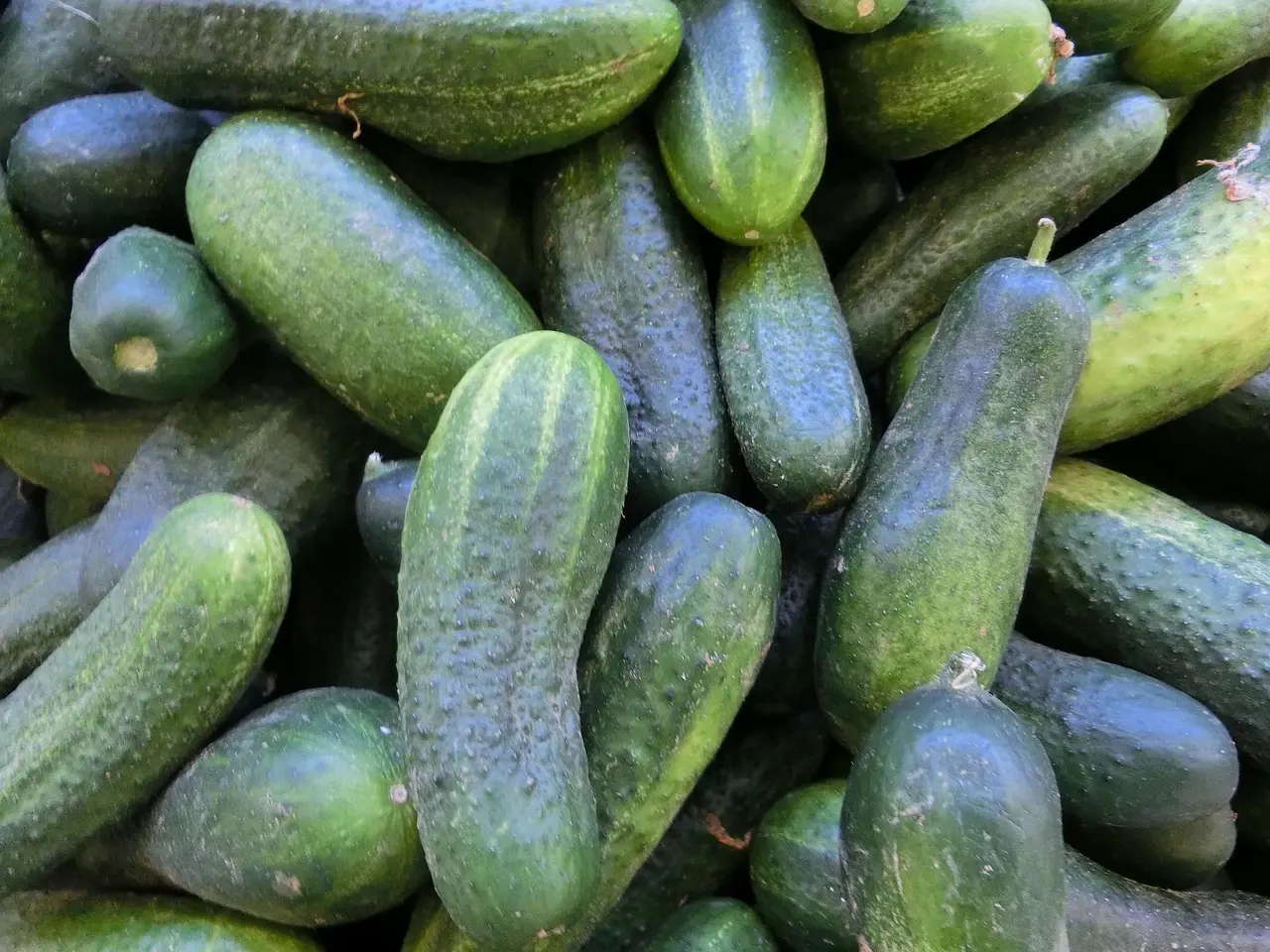 Fresh pickling cucumbers