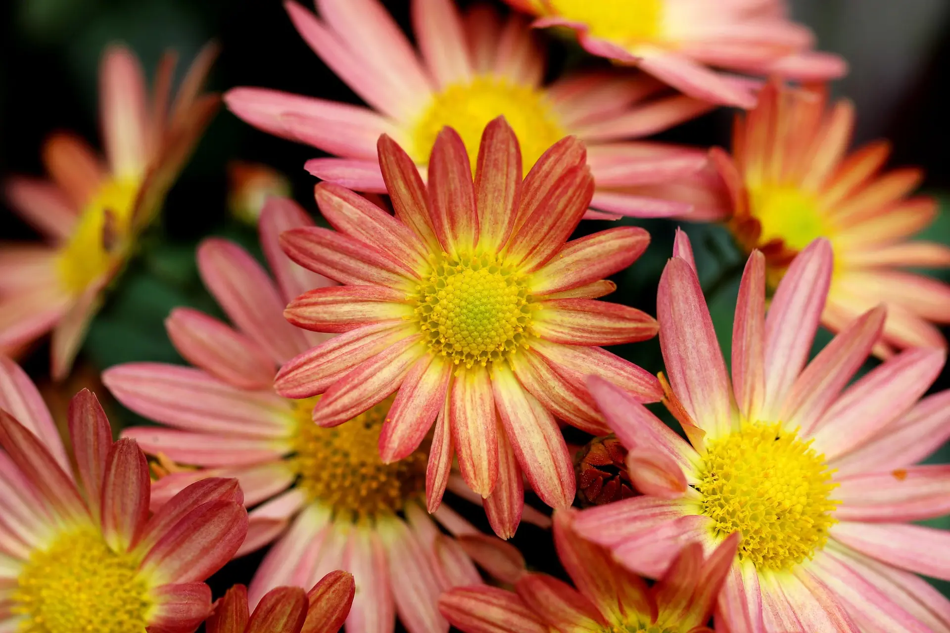 Pink and yellow mum blooms