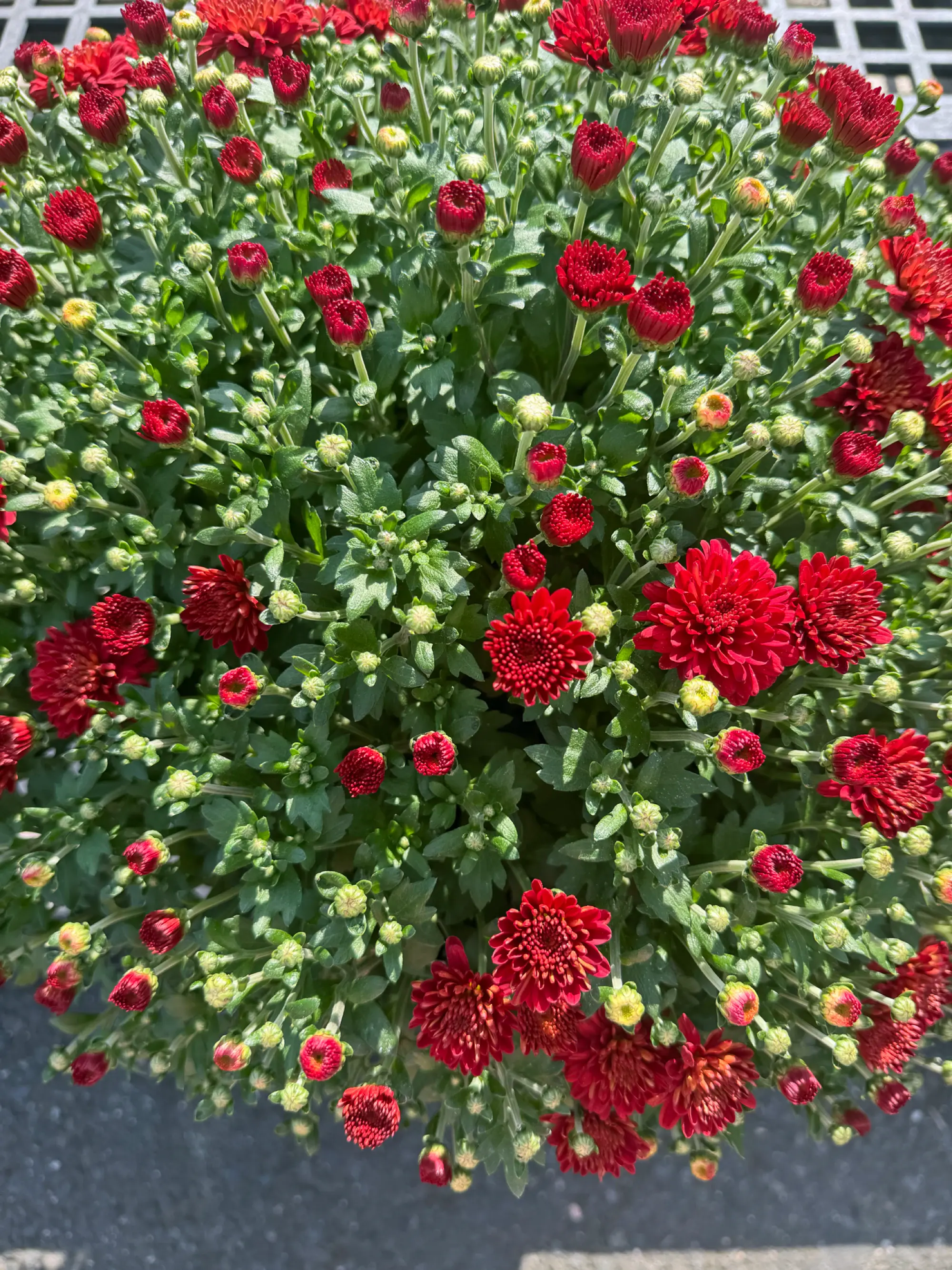 Flowering plants in the garden center