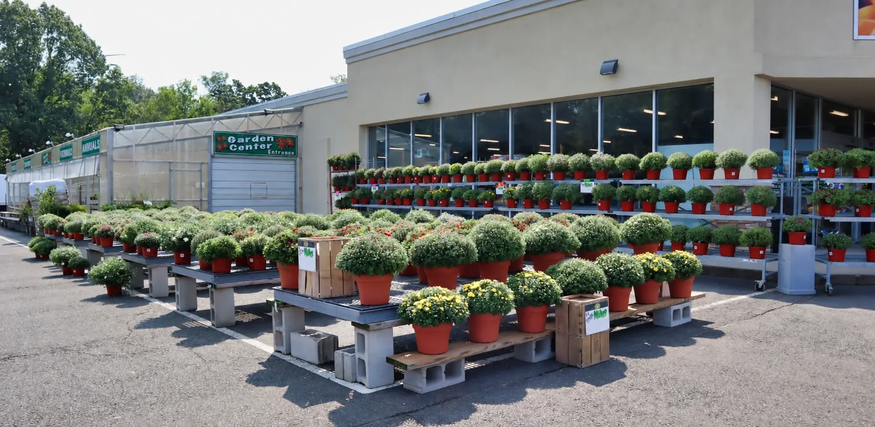 Rows of mums on pallets outside the garden centre, with the greenhouse and store behind