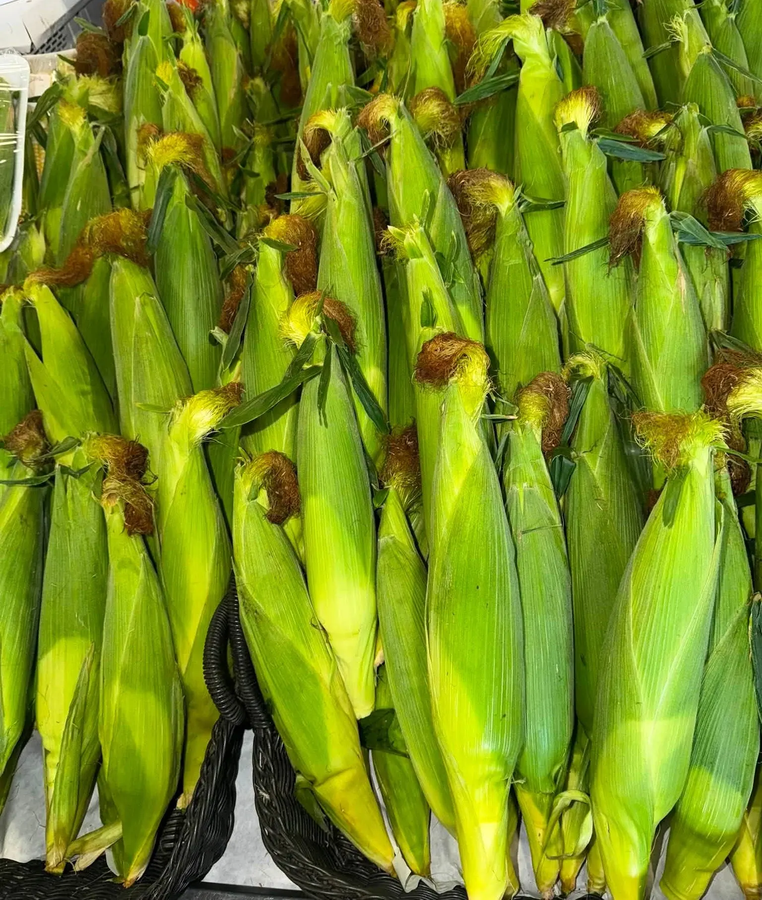 Local sweet corn in the husk