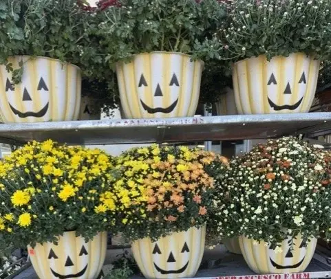 Mums planted in jack-o'-lantern pots on the garden centre racks