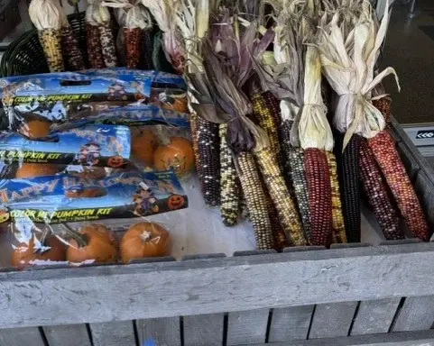 Bundles of Indian corn, pumpkin-decorating kits and small pumpkins on a crate outside the store